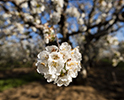 Orchard Blossom 47